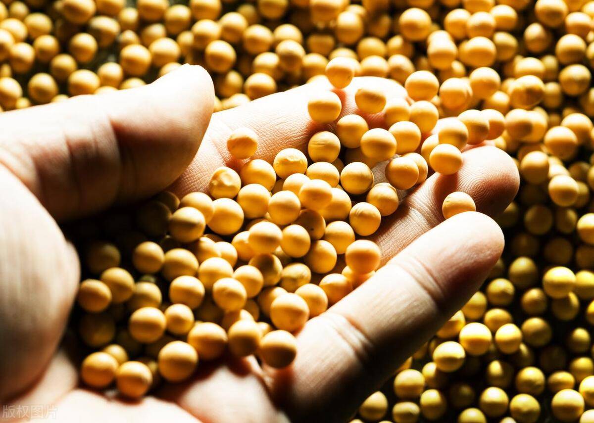 卓创资讯：豆粕一季度先涨后跌 后期供应仍是主导因素