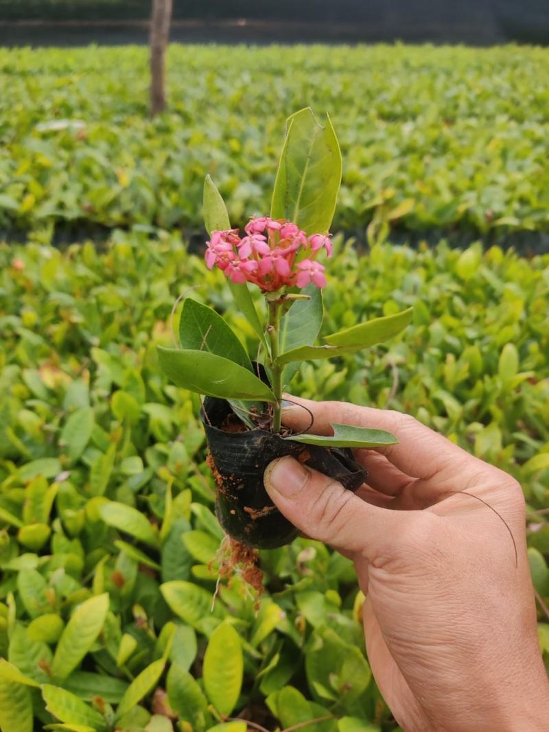 一品红：全资子公司瑞石制药取得药品生产许可证