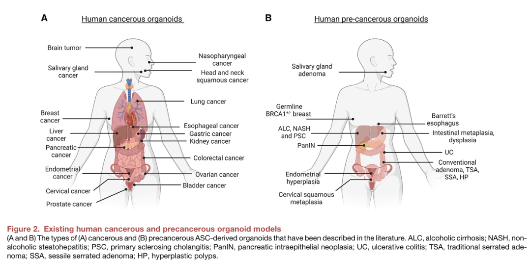 药康生物:公司新设类器官平台将培养覆盖多种组织器官的类器官包括肿瘤组织肠道类肝脏类肾脏类等