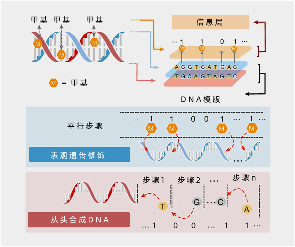 中国科学家发现肿瘤表观遗传的新机制