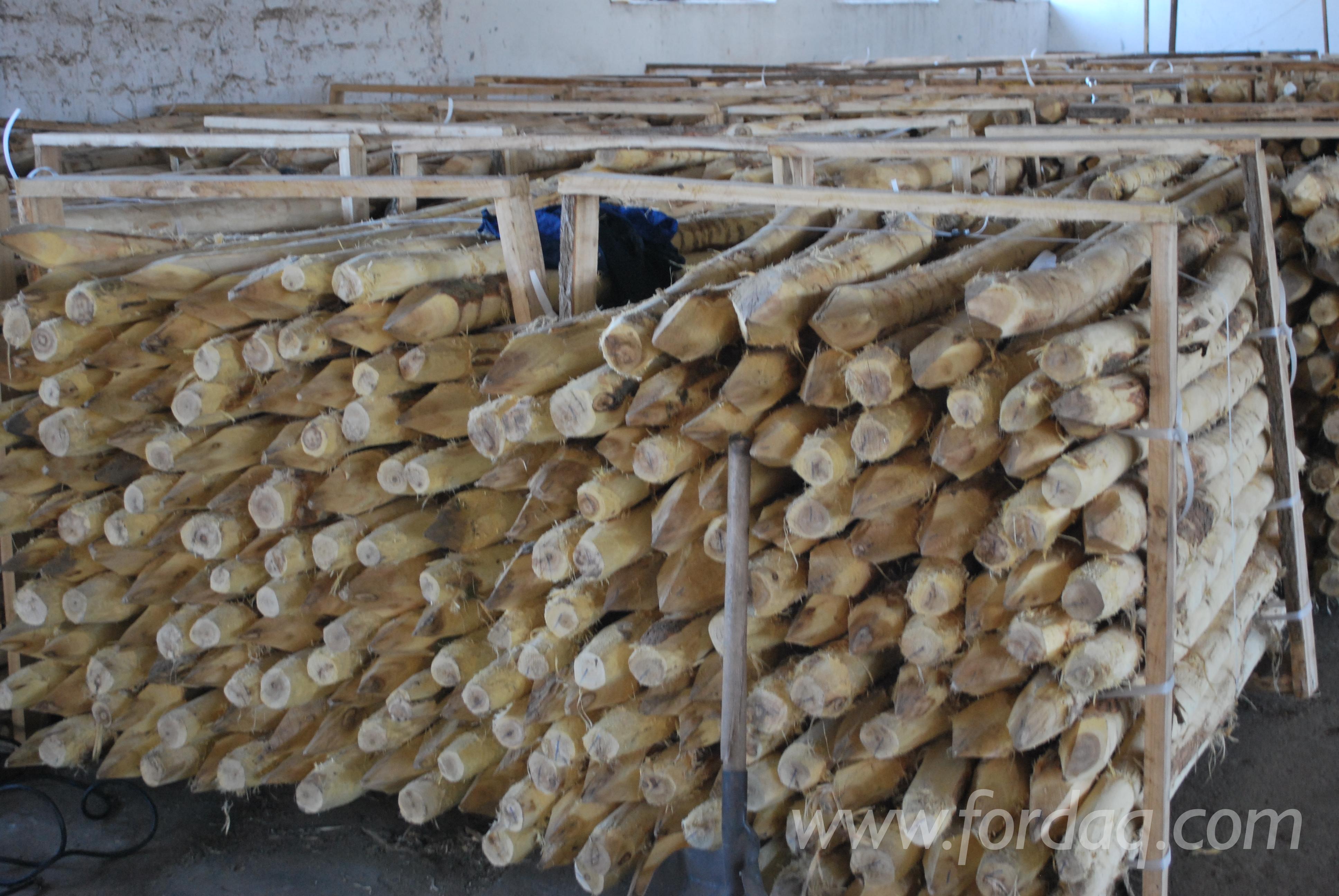 SSGAA建议政府推广种植阿拉伯树胶以实现经济多元化