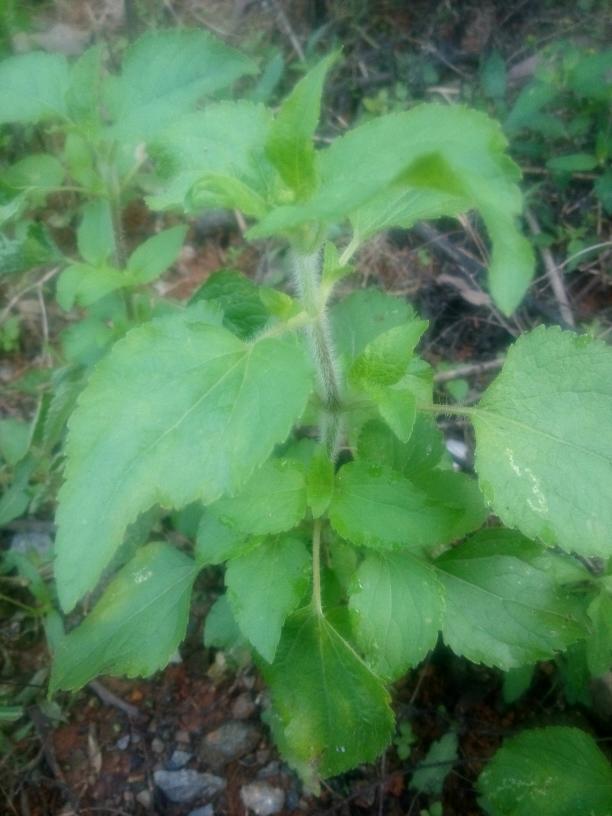 专访多和田叶子:语言不是出生地,而是一种选择