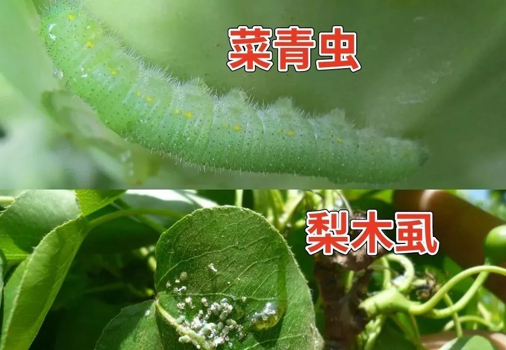 近期虫害防治概念股二级市场表现不俗