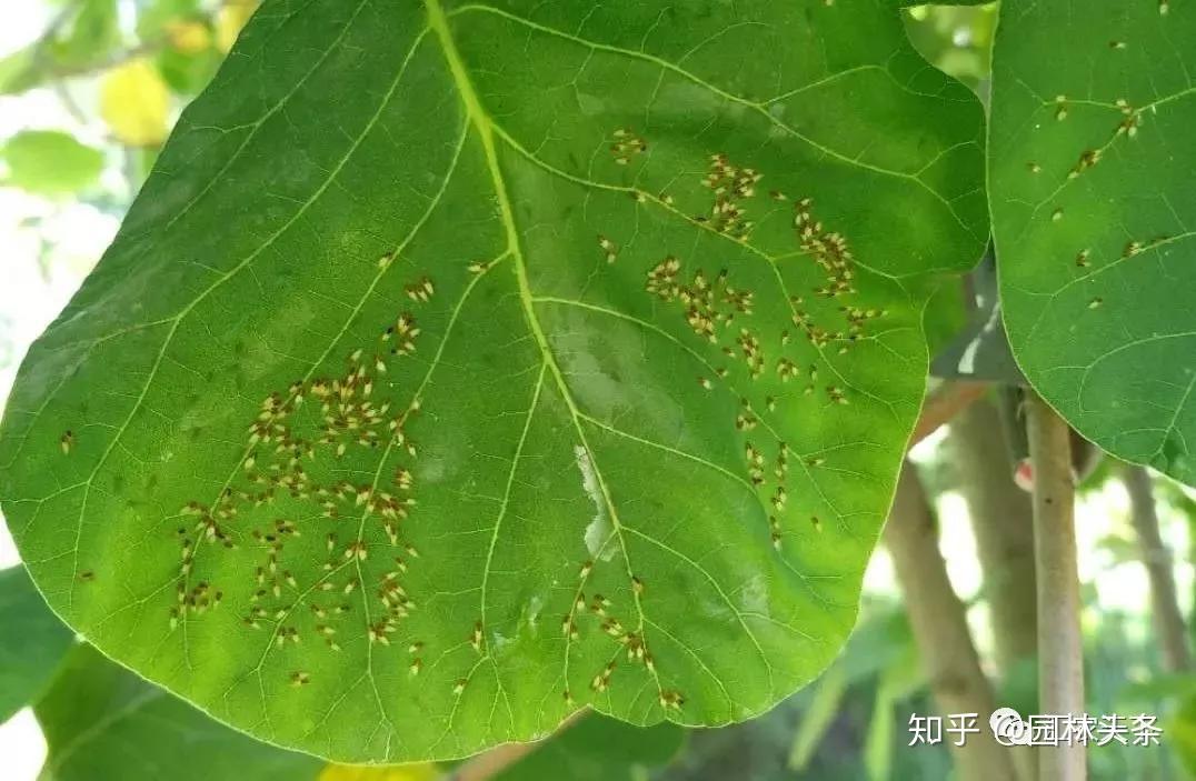 近期虫害防治概念股二级市场表现不俗