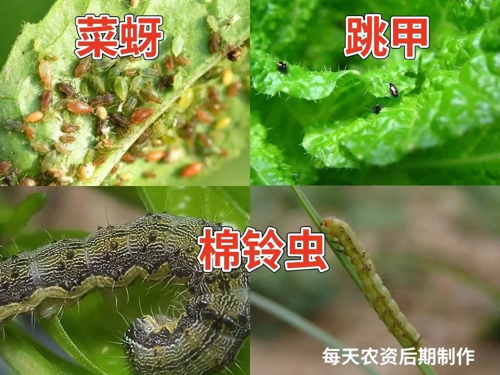 近期虫害防治概念股二级市场表现不俗