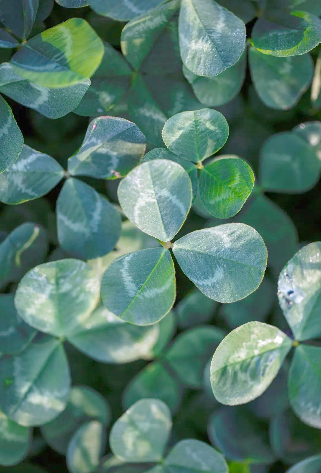 三叶草生物：与国光生技终止合作