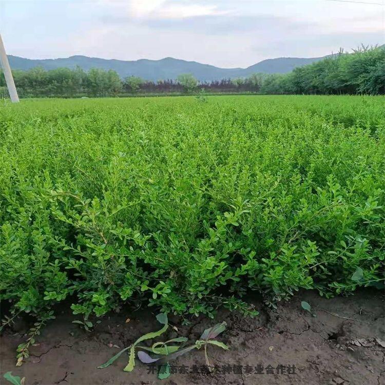 蒙古粮食种植工作已完成54.4%