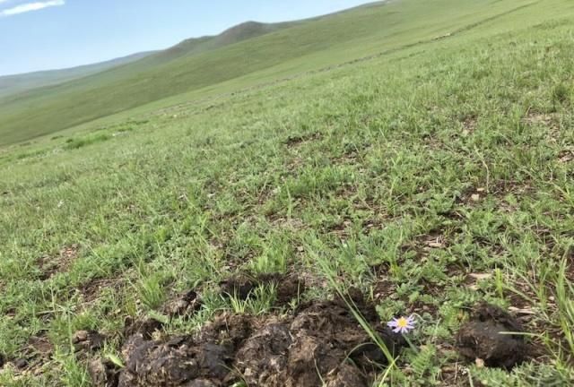 蒙古粮食种植工作已完成54.4%