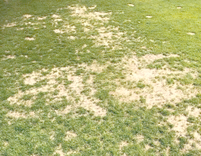 杭州园林：公司暂未做过足球场地草坪业务