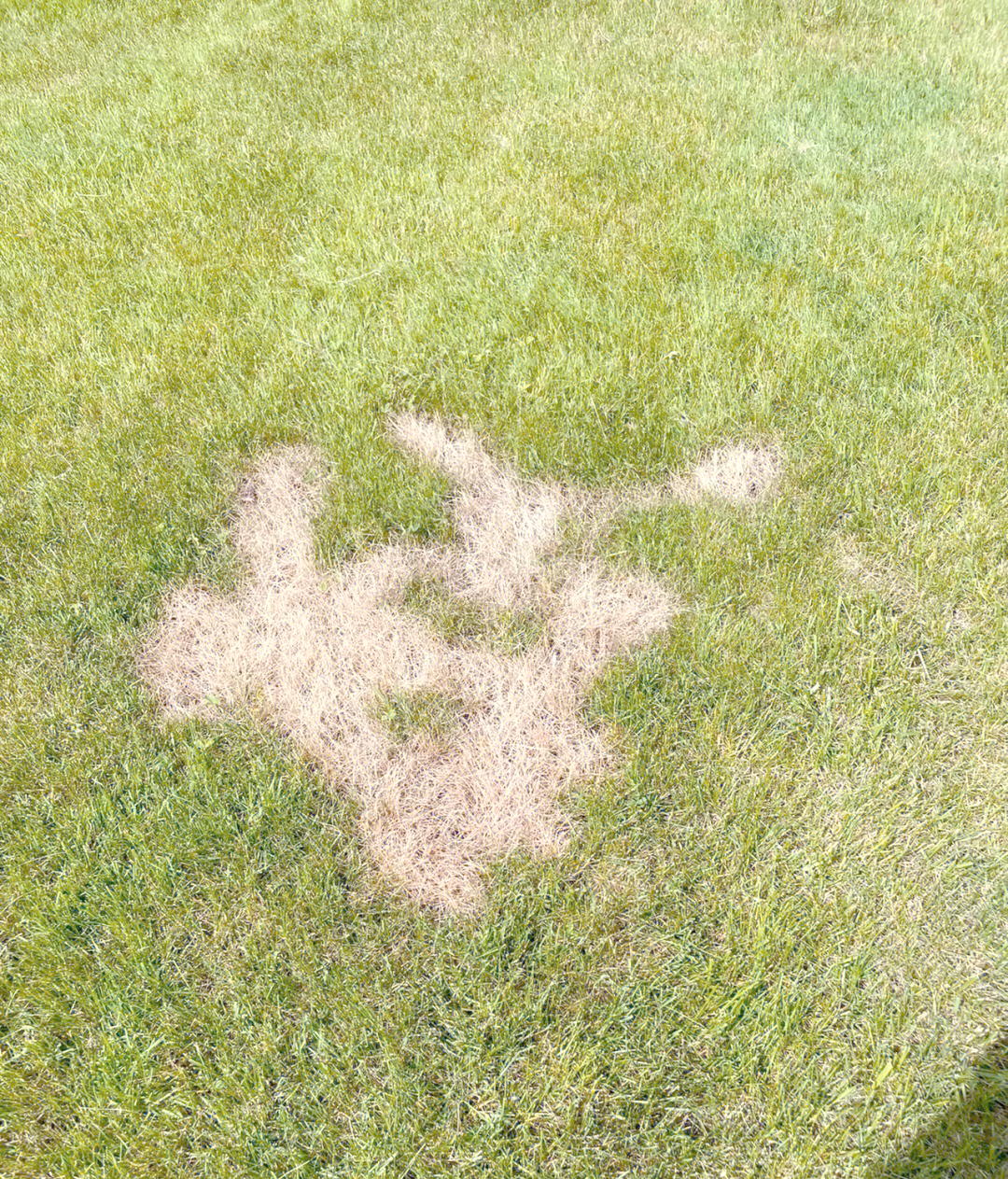 杭州园林：公司暂未做过足球场地草坪业务