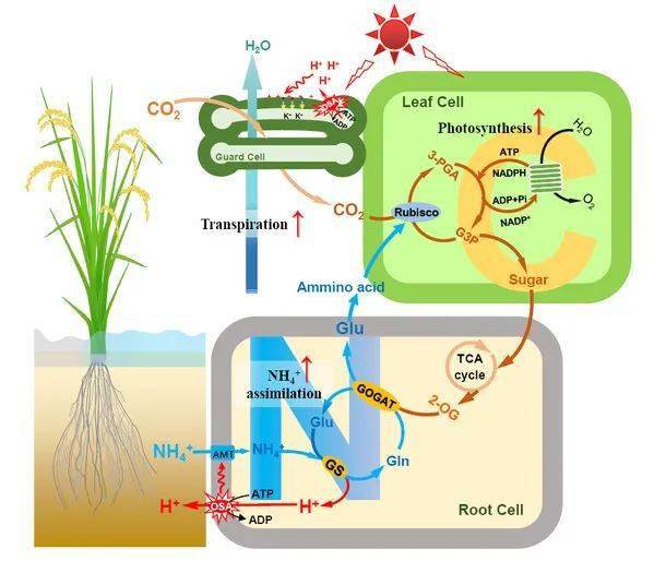 前沿生物获得发明专利授权：“治疗和/或预防HIV相关疾病的APC偶联物及其制法和应用”