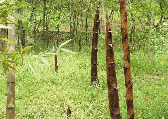 银行发行科创债热情高涨