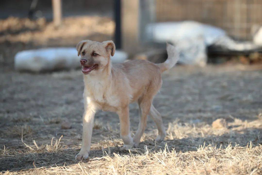 动物疫苗概念下跌0.96%，主力资金净流出12股