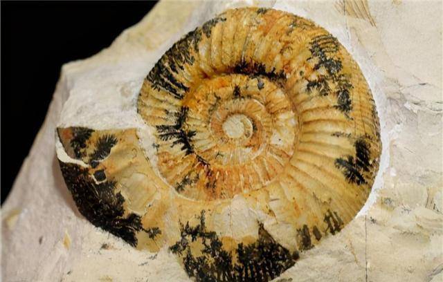 寒武纪小壳化石保存之谜揭开