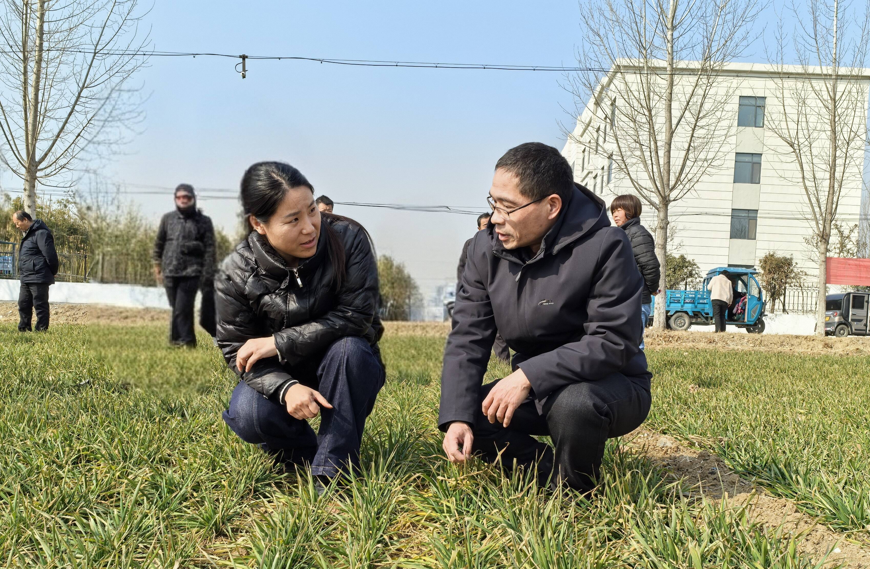 科学抗旱保秋粮：田间管理全面升级 精准施策力保稳产增收