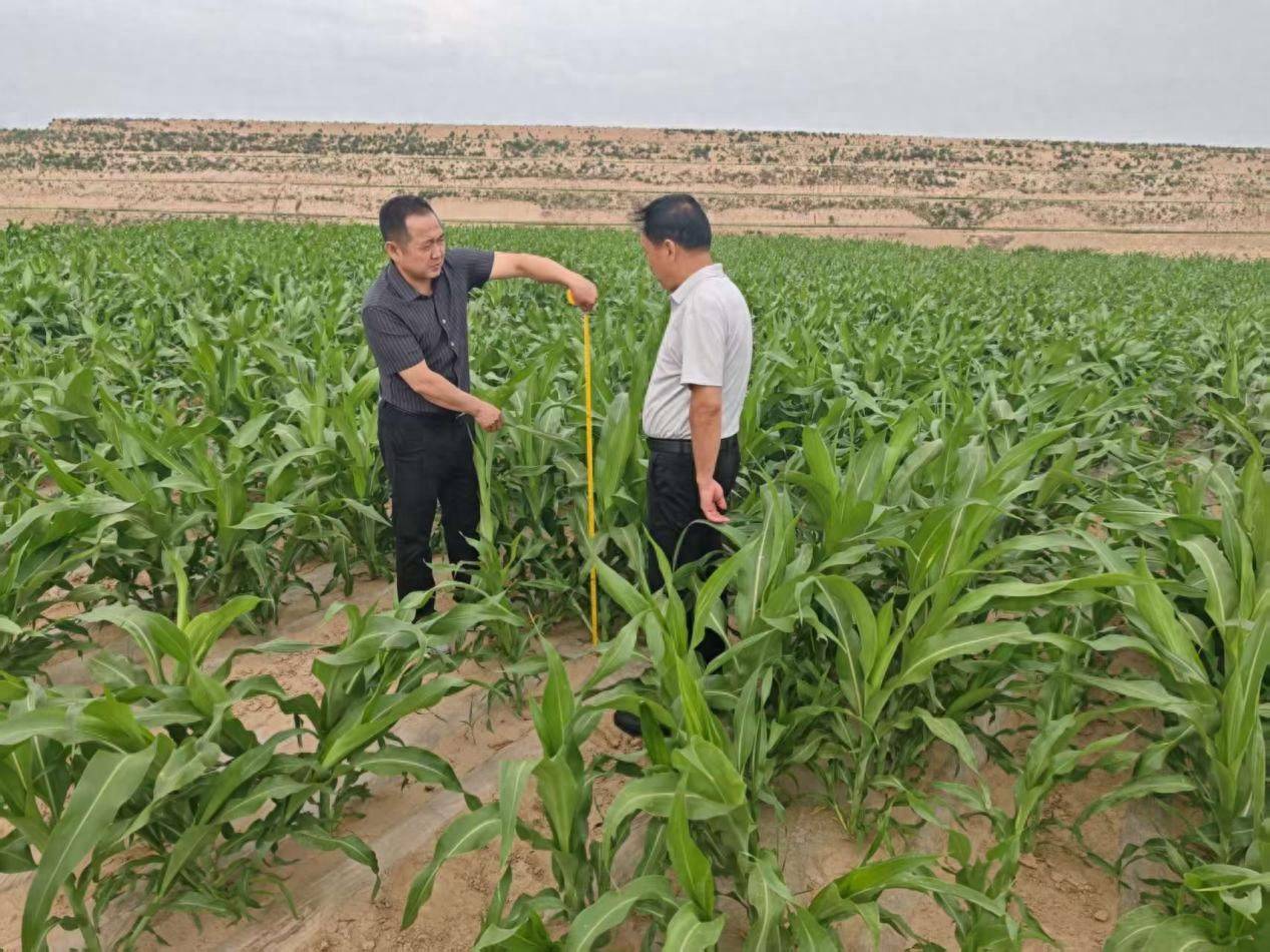 科学抗旱保秋粮：田间管理全面升级 精准施策力保稳产增收