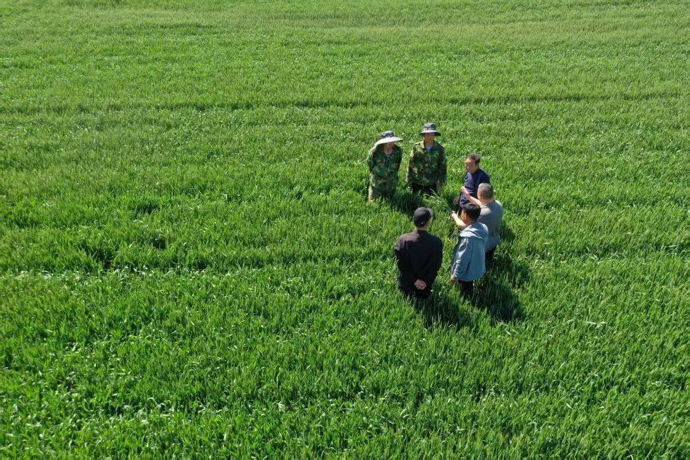 科学抗旱保秋粮：田间管理全面升级 精准施策力保稳产增收