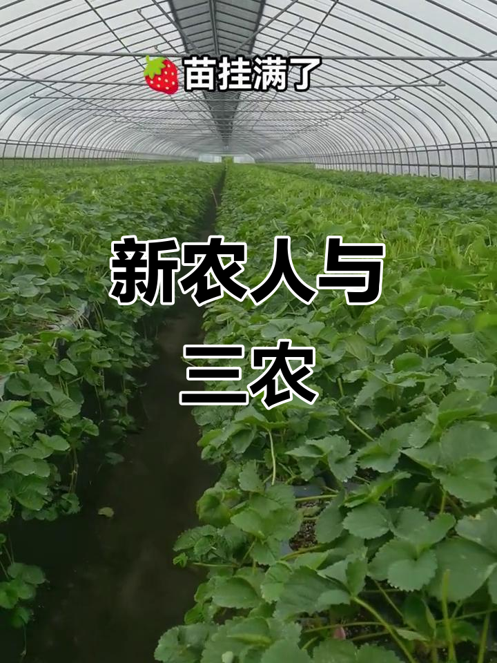 农业农村部：继续大力发展绿色优质农产品