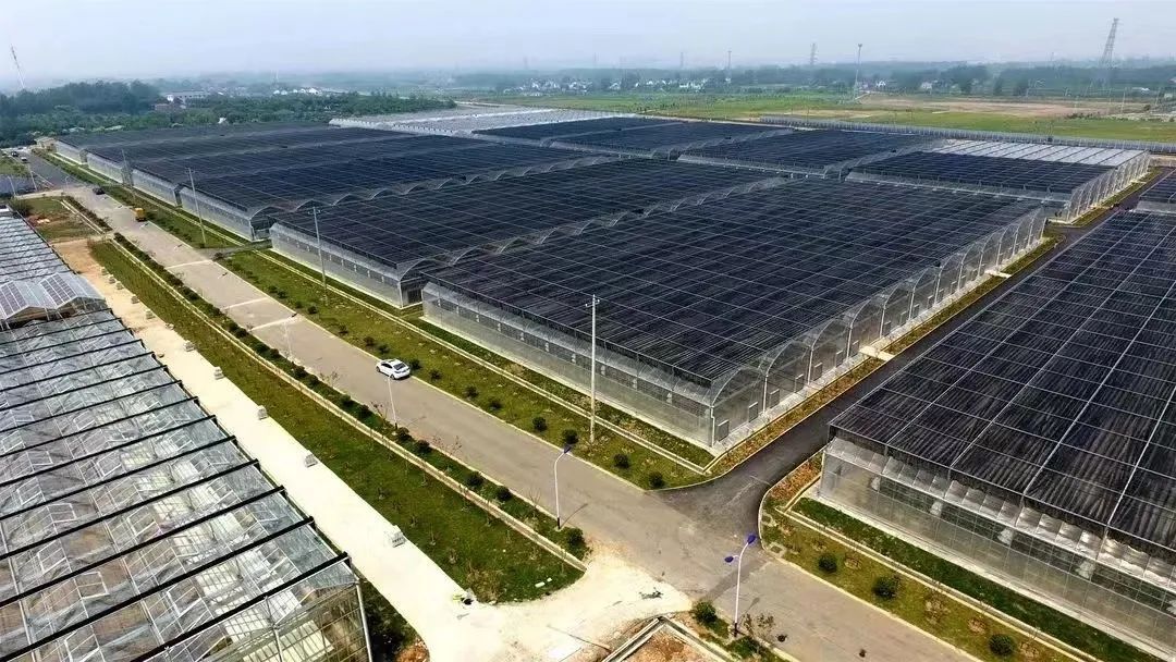 深圳无田却“育种”： 生物科技焕新农业图景