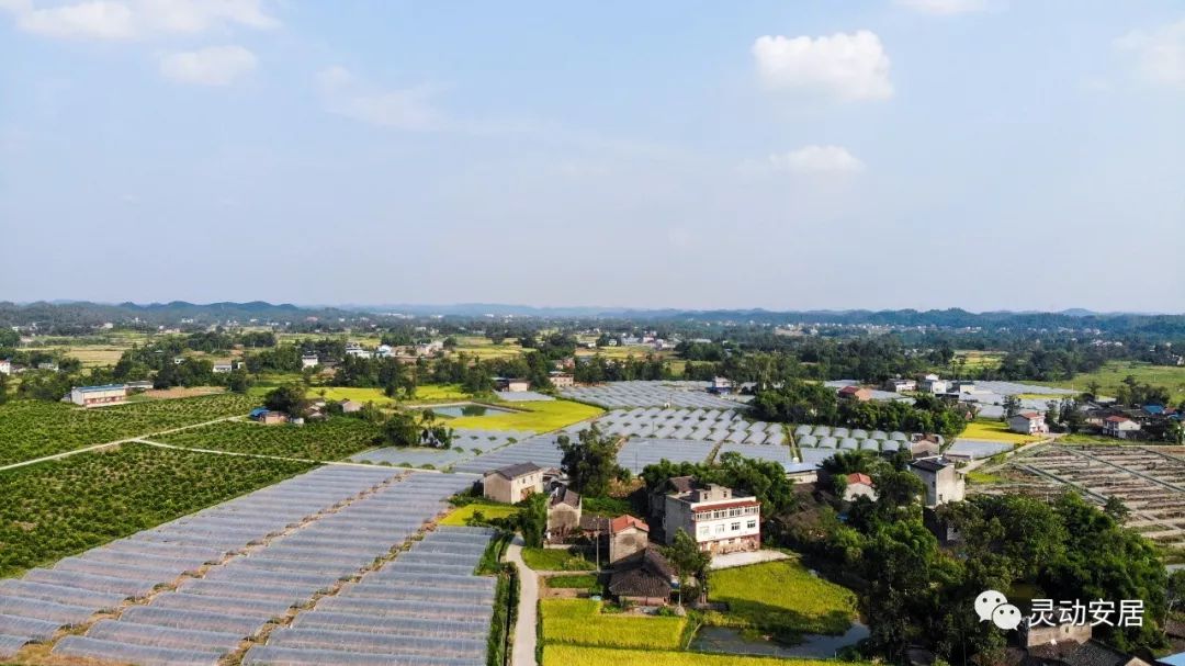 深圳无田却“育种”： 生物科技焕新农业图景