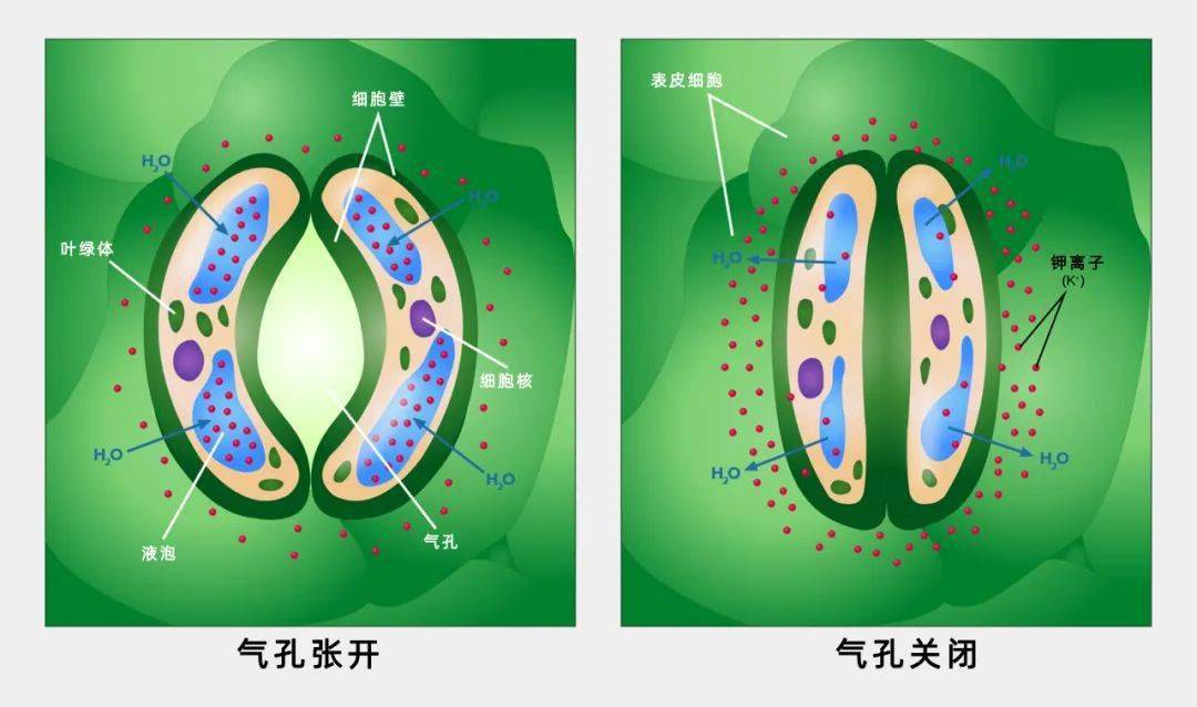新研究发现植物叶片性状与火灾风险有关联