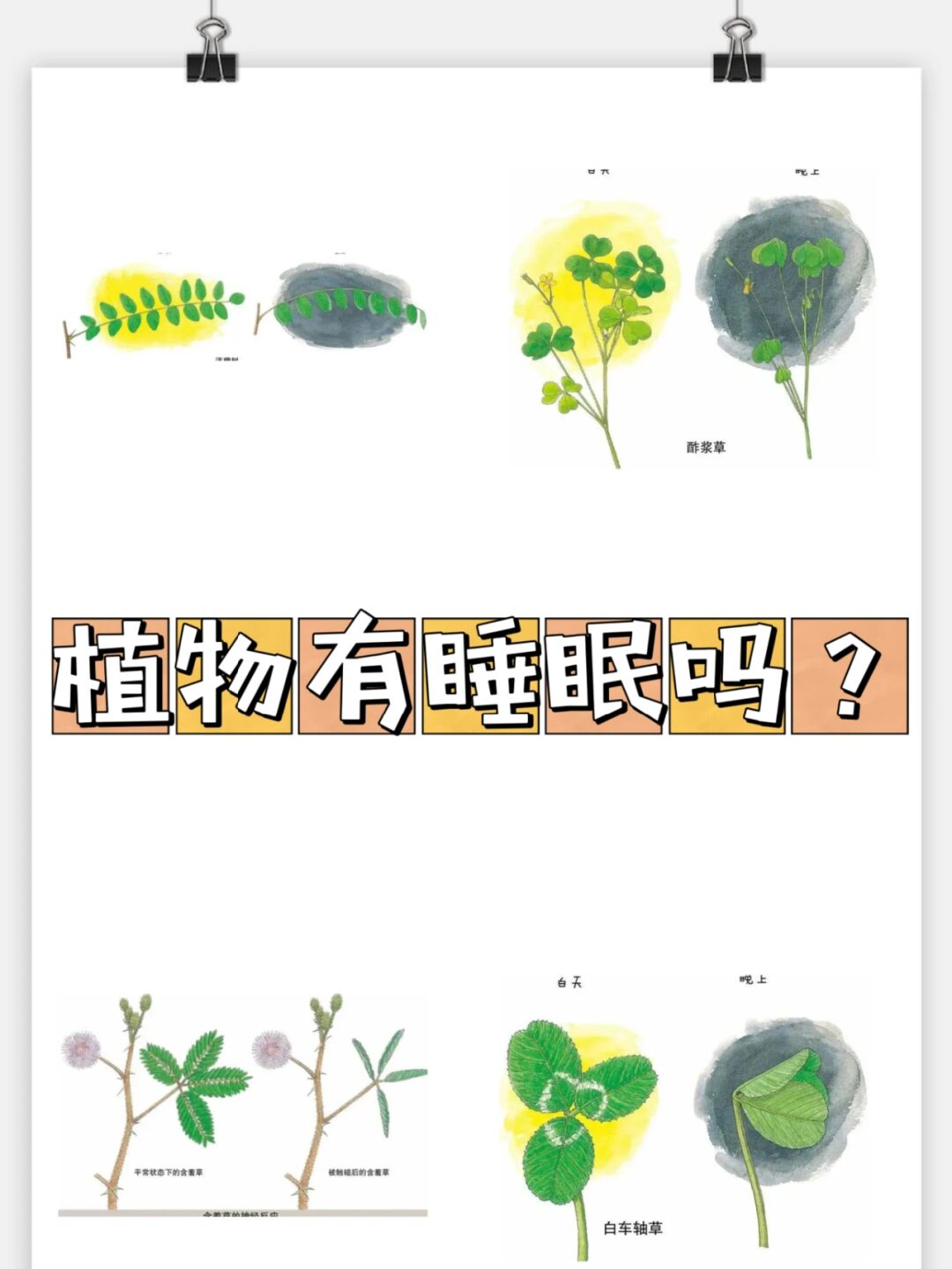 新研究发现植物叶片性状与火灾风险有关联