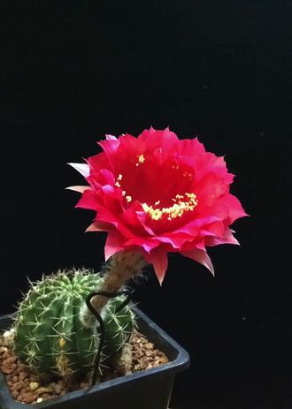 延时摄影看仙人球花“呼吸式”绽放