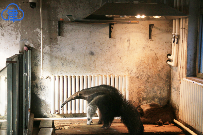 动物和渔业资源部长考察北方州肉类加工项目