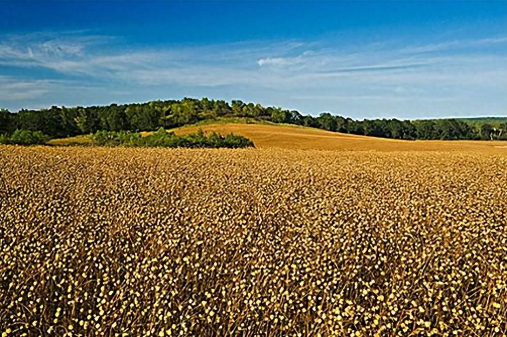 商务部美大司负责人：中方将调整加方关注的油菜籽反倾销措施和对加部分农水产品采取的反歧视措施