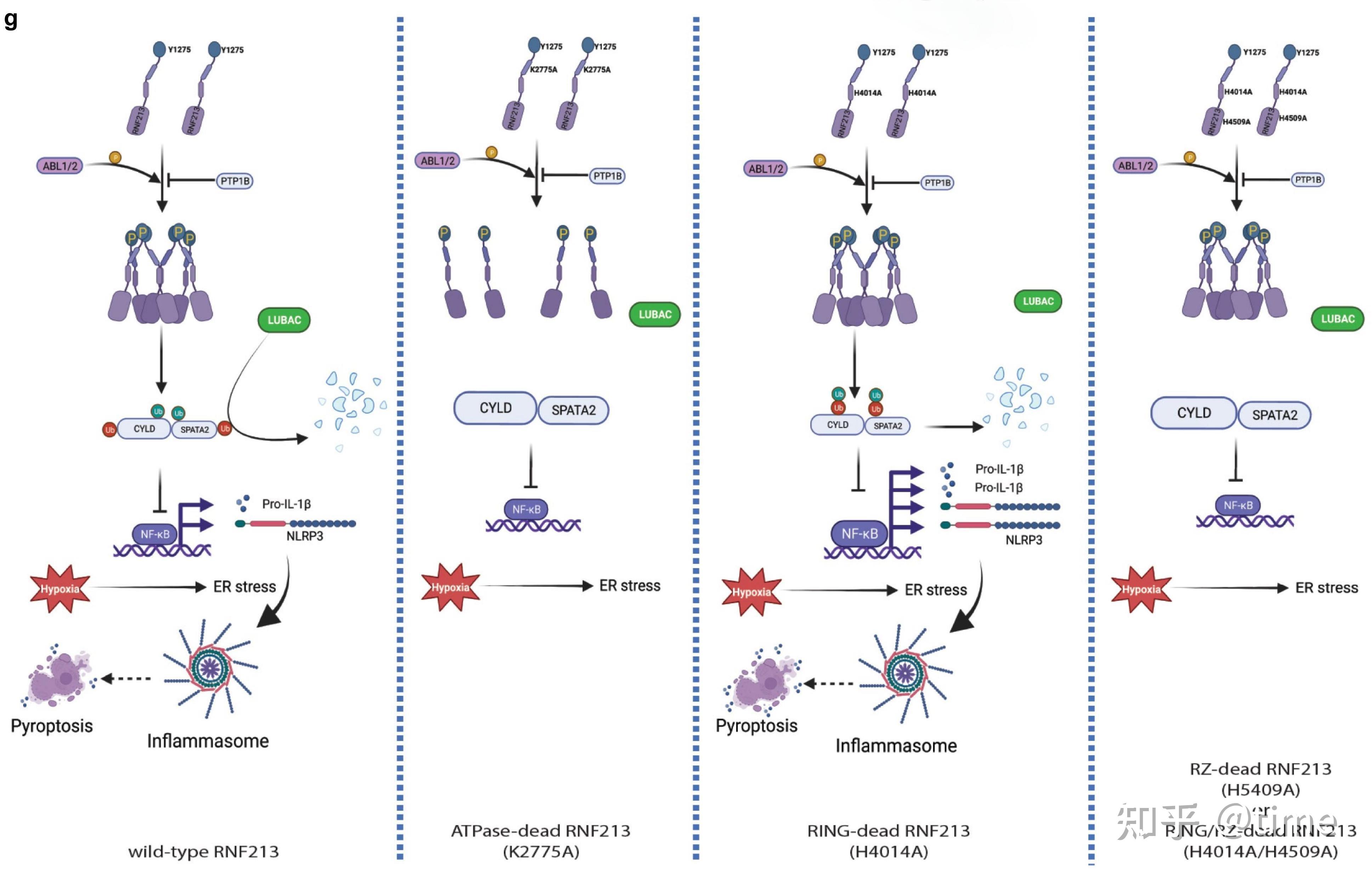 研究发现癌细胞逃避免疫攻击的路径