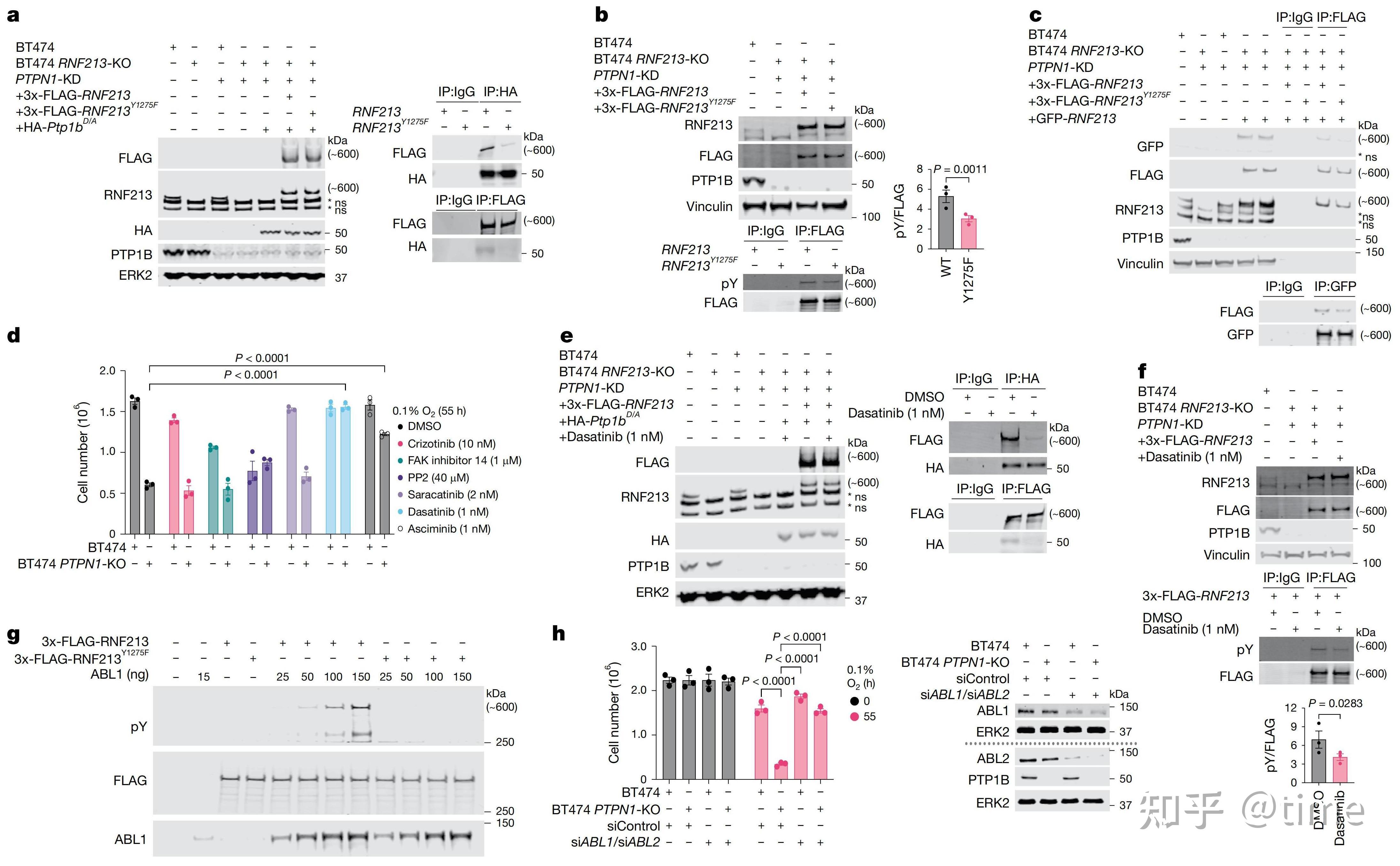 研究发现癌细胞逃避免疫攻击的路径