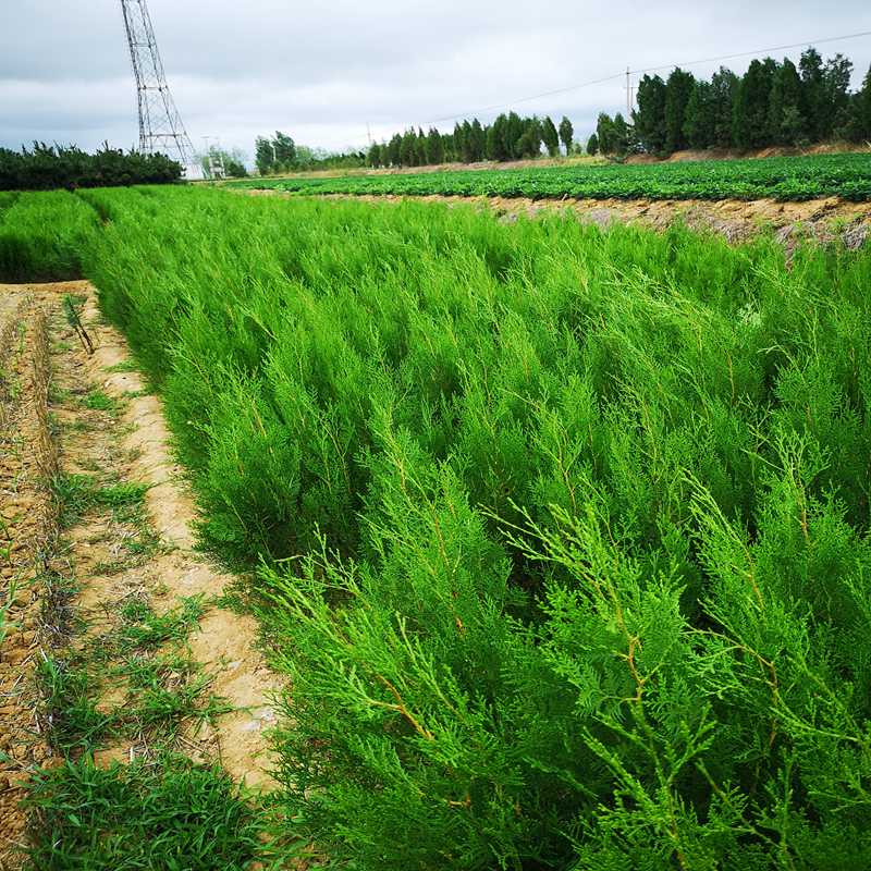 广汽集团完成30亿元绿色债券发行,利率1.99%