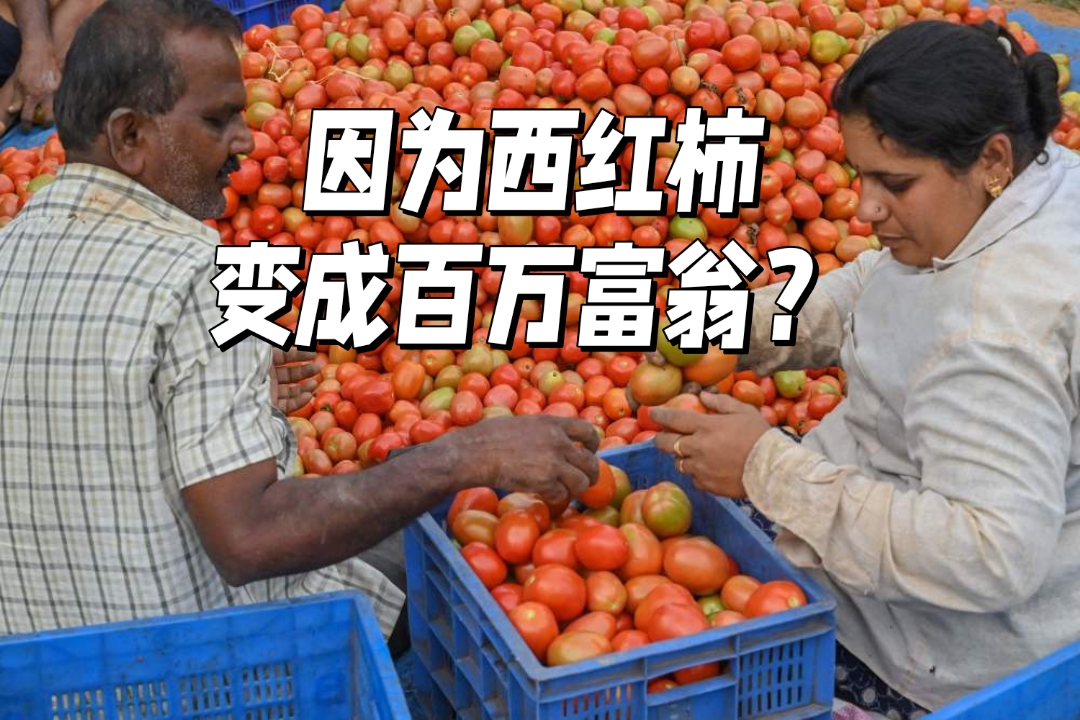 极端天气导致减产 西红柿身价同比上涨超80%