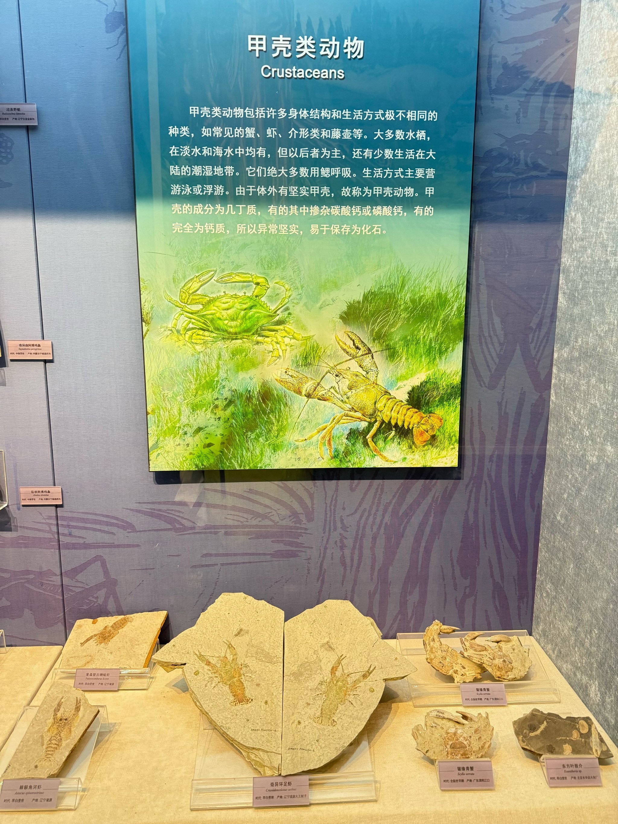 “花垣生物群”揭开显生宙第一次生物大灭绝面纱