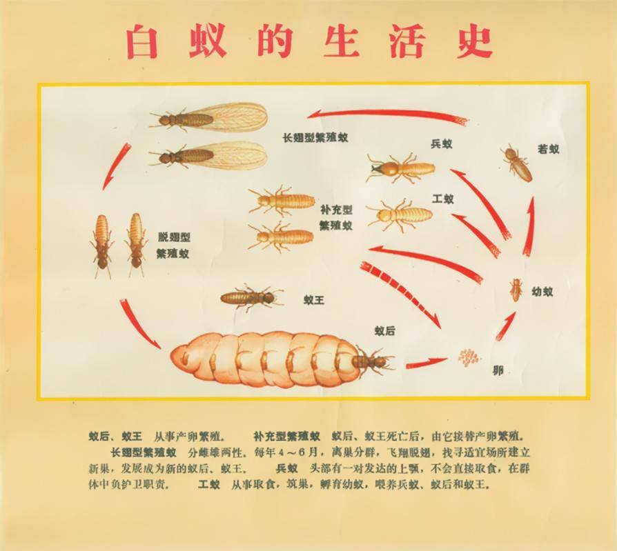 我国科研人员发现同巢蚂蚁互相攻击的原因