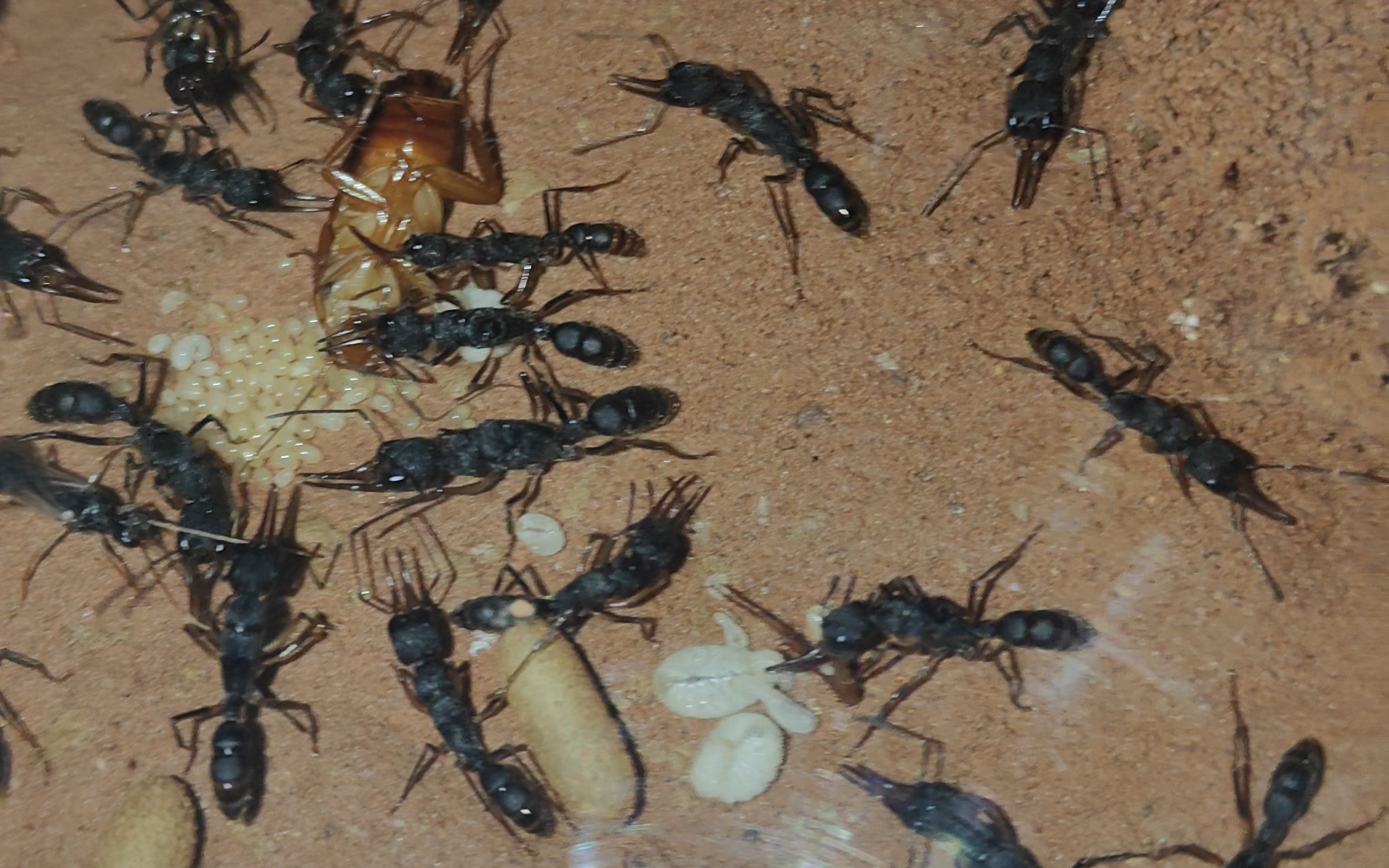 我国科研人员发现同巢蚂蚁互相攻击的原因