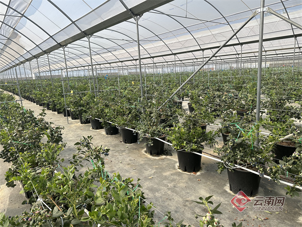 卫光生物落子细胞与基因治疗新赛道，构筑产业增长新引擎