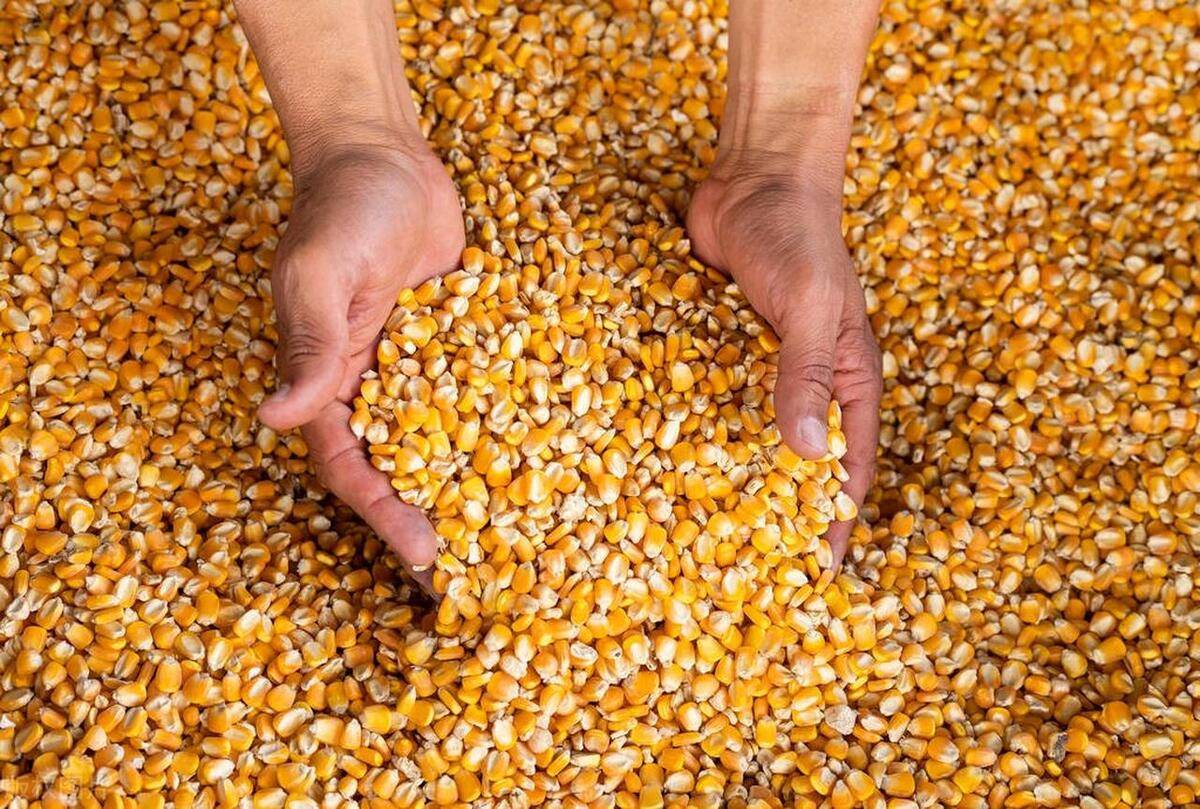 全球可可价格跌破加纳国内收购价