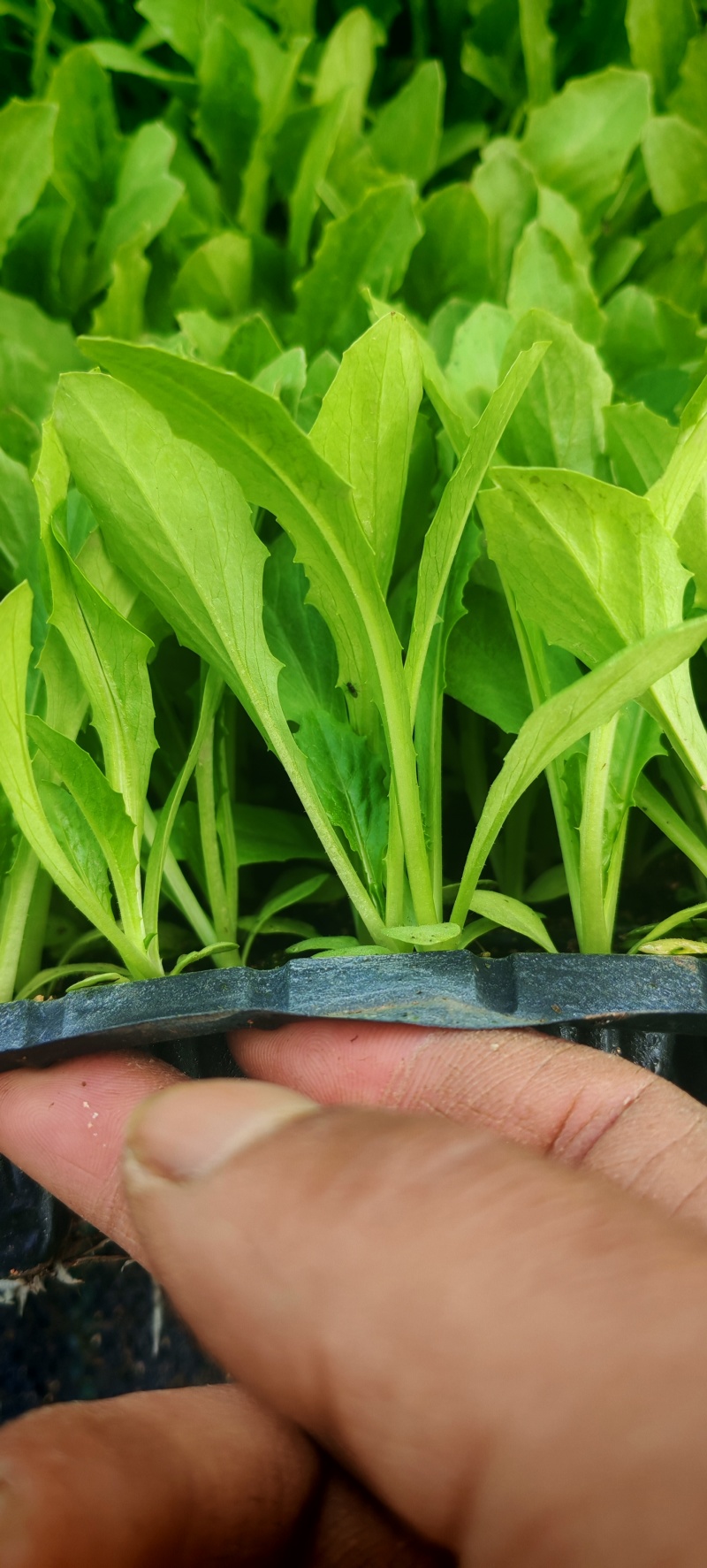 科技“壮苗” 田管有“智”更有“质”