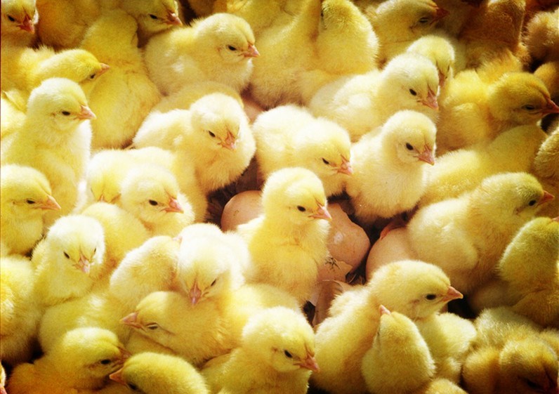 益生股份:1月份白羽肉鸡苗销售收入同比下降2.62%