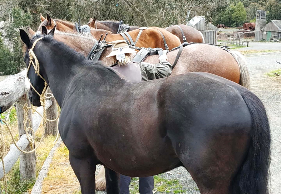 罗 牛 山:公司主营业务包括生猪养殖及屠宰加工、冷链业务、教育服务和房地产开发业务