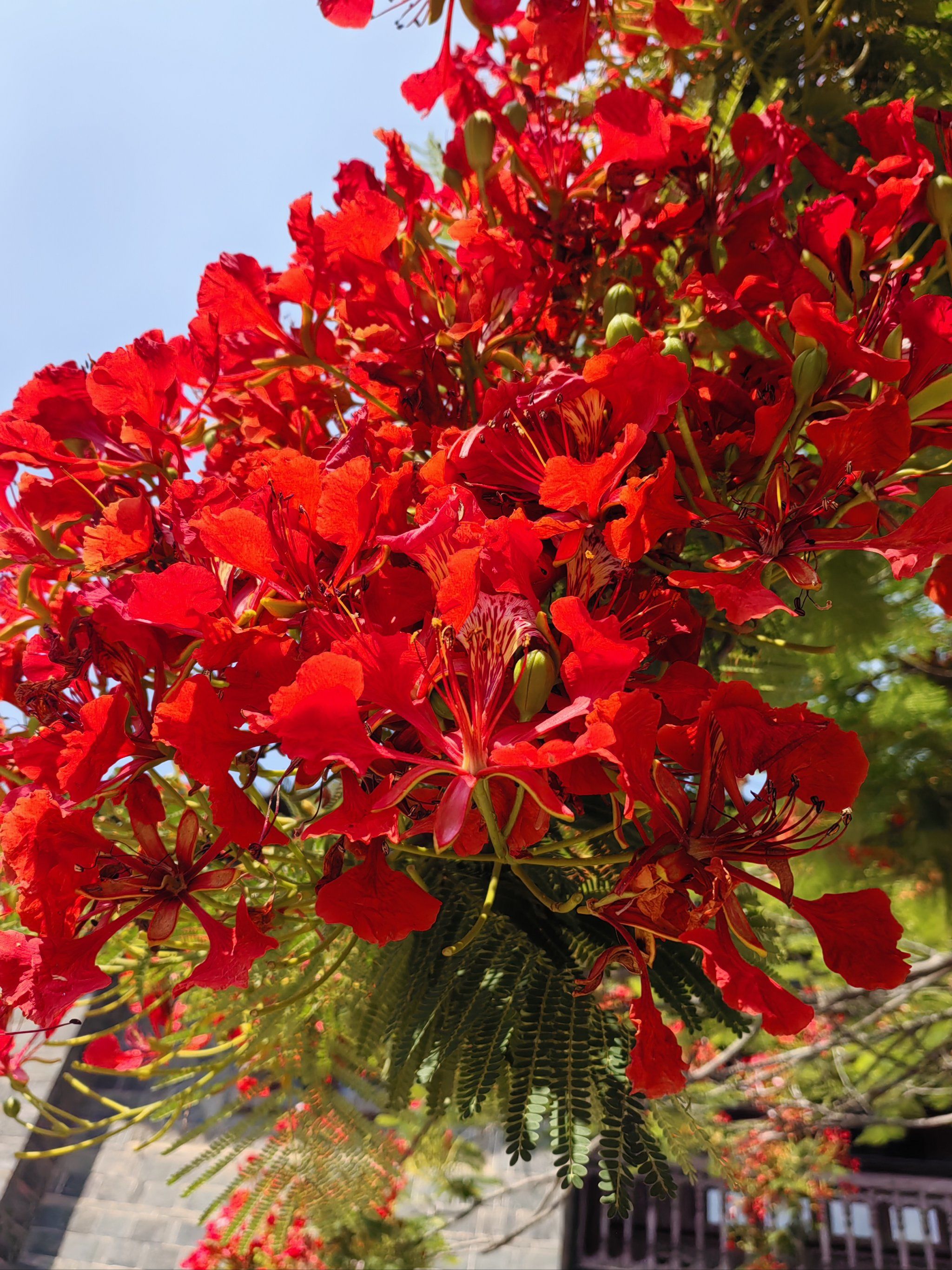 博山的花，开不败|故乡里的中国