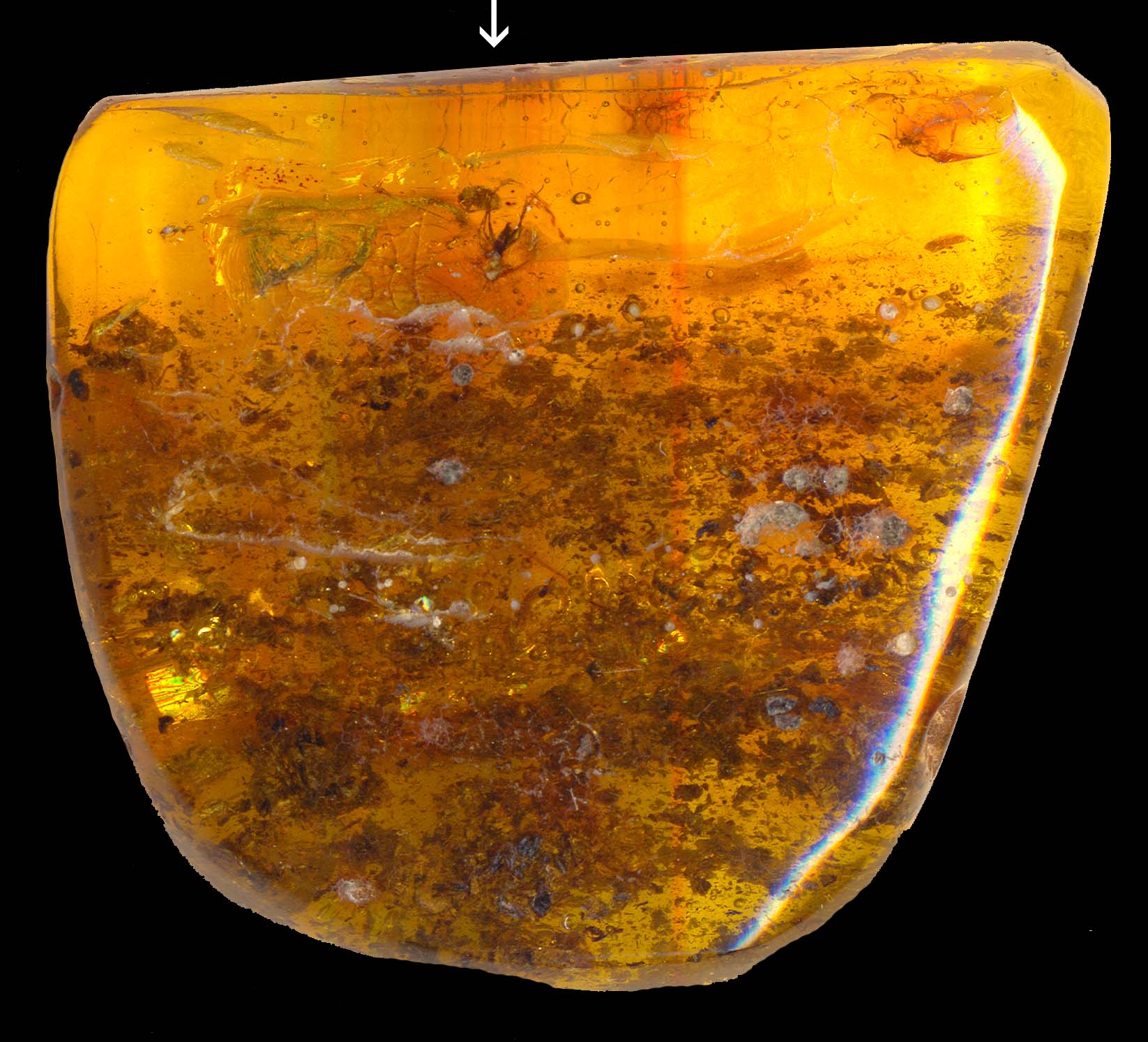 科学与健康丨奋蹄前行!从我国科研视角看马的演化传奇