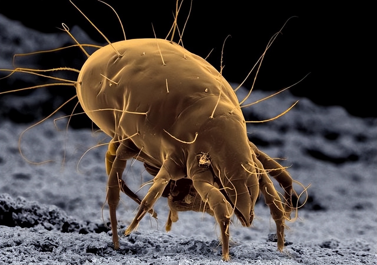 我武生物：获得狗毛皮屑点刺液药物临床试验补充申请批准通知书