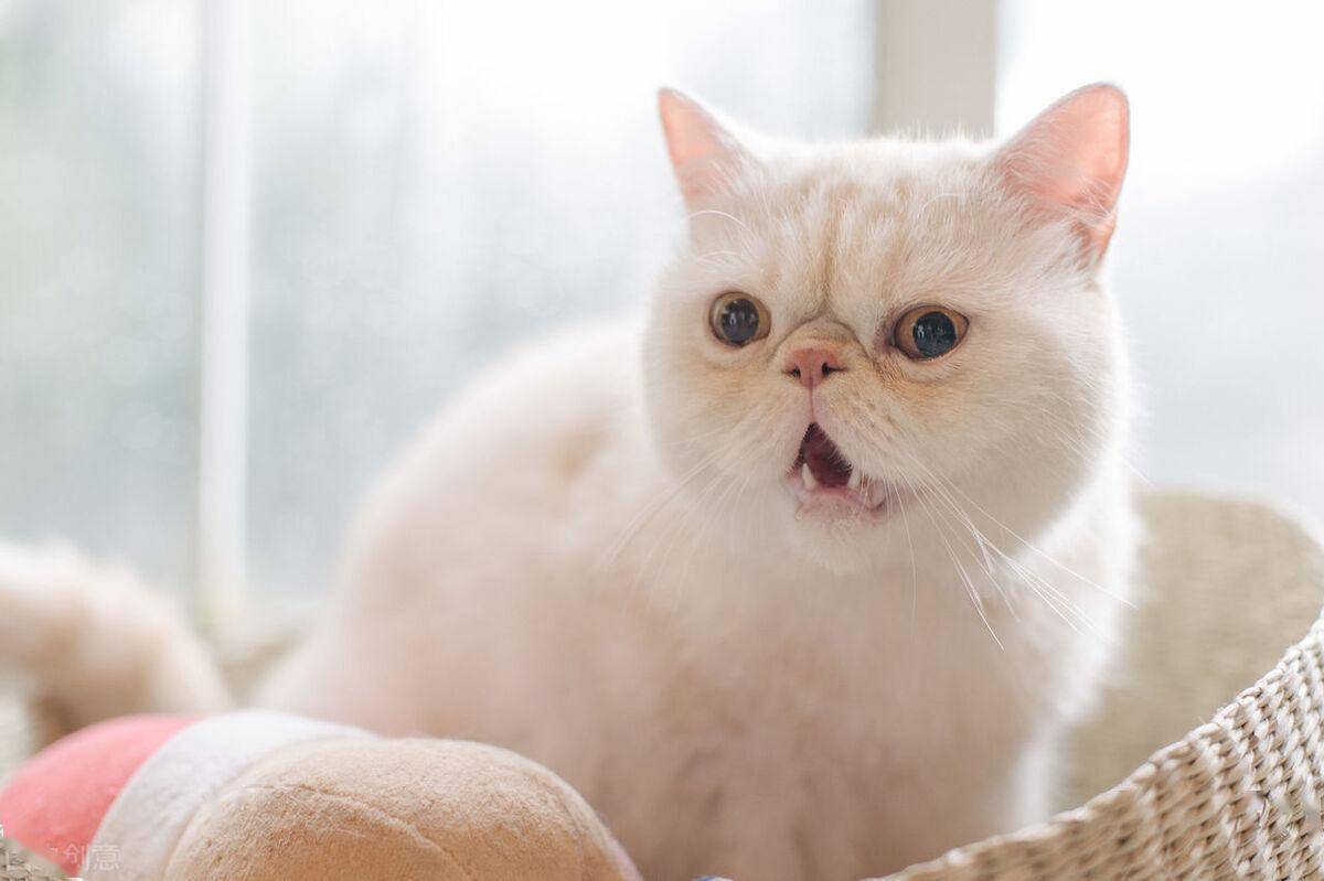 我武生物：获得狗毛皮屑点刺液药物临床试验补充申请批准通知书