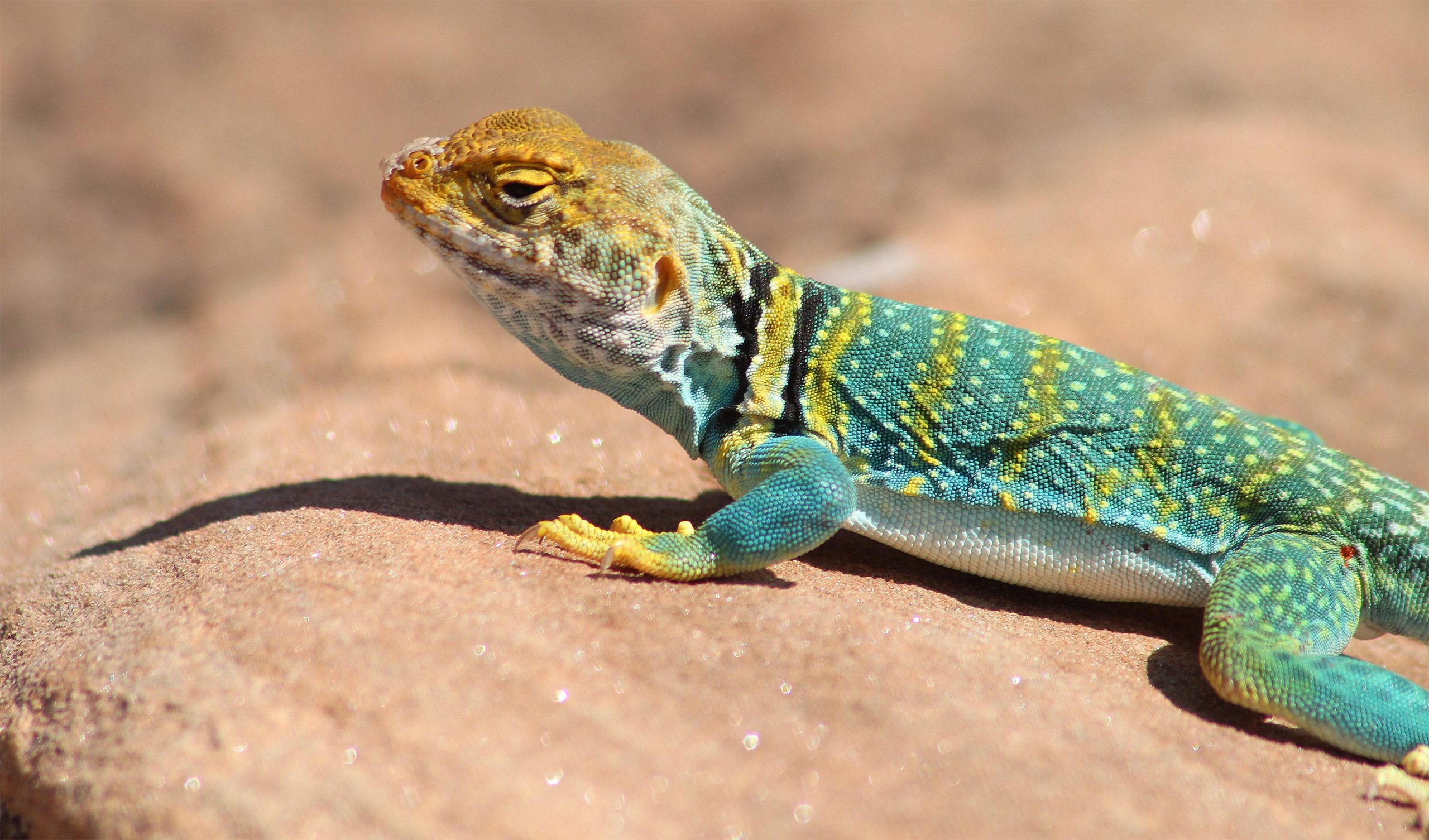 中西合作确认欧洲首例侏罗纪蜥蜴行迹