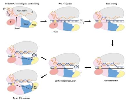 亚辉龙获得发明专利授权：“LHBs的特异性结合蛋白、核酸分子、载体、细胞、检测试剂盒及其制备方法与应用”