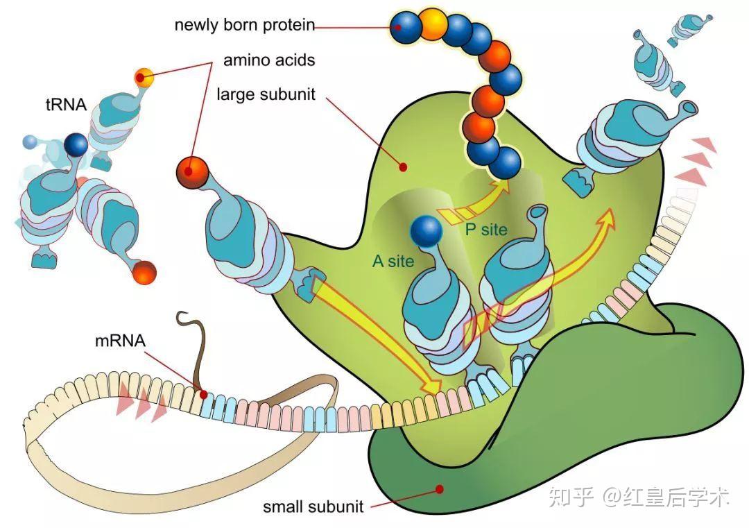 亚辉龙获得发明专利授权：“LHBs的特异性结合蛋白、核酸分子、载体、细胞、检测试剂盒及其制备方法与应用”