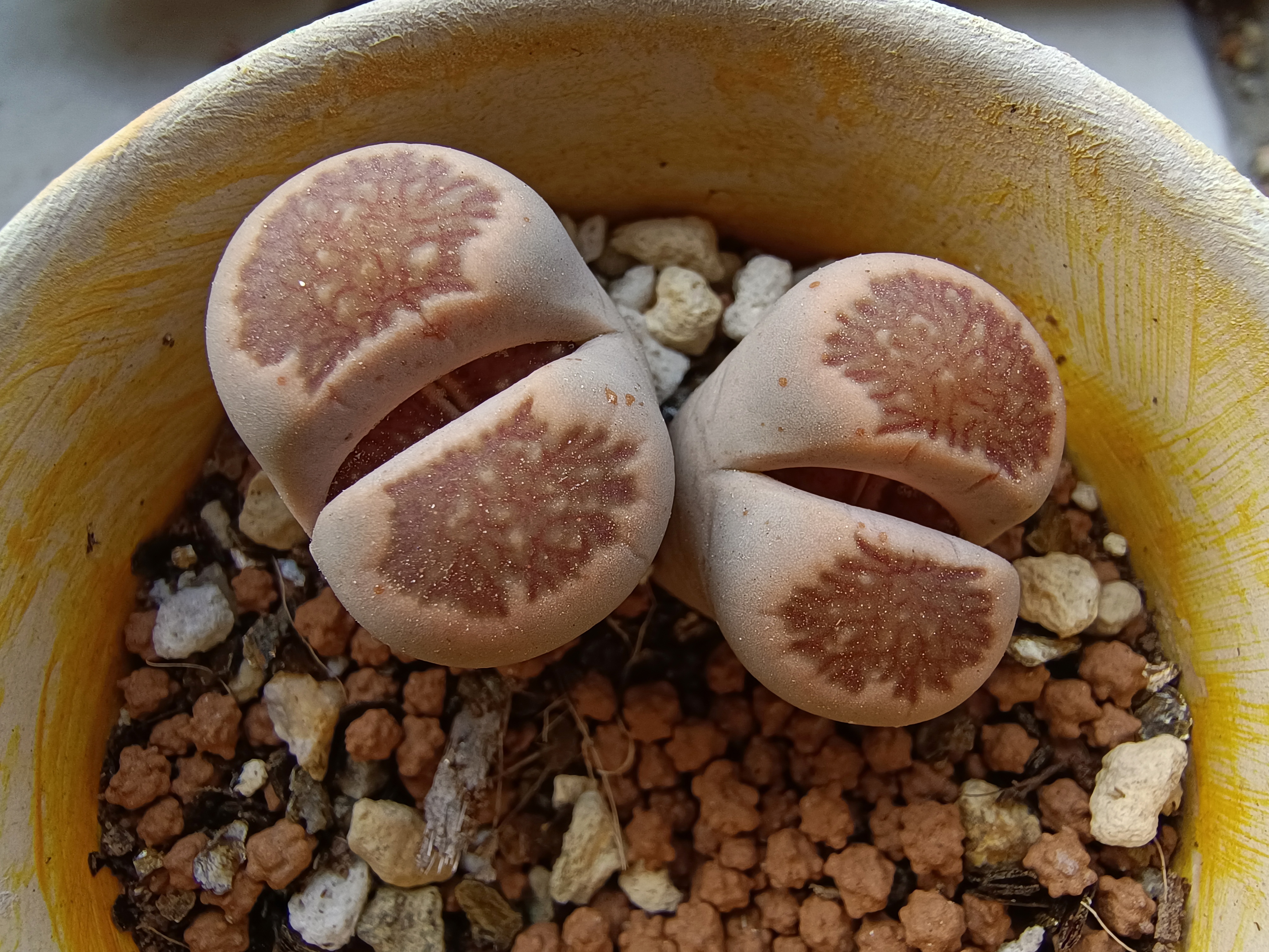 梅花生物盘中创历史新高