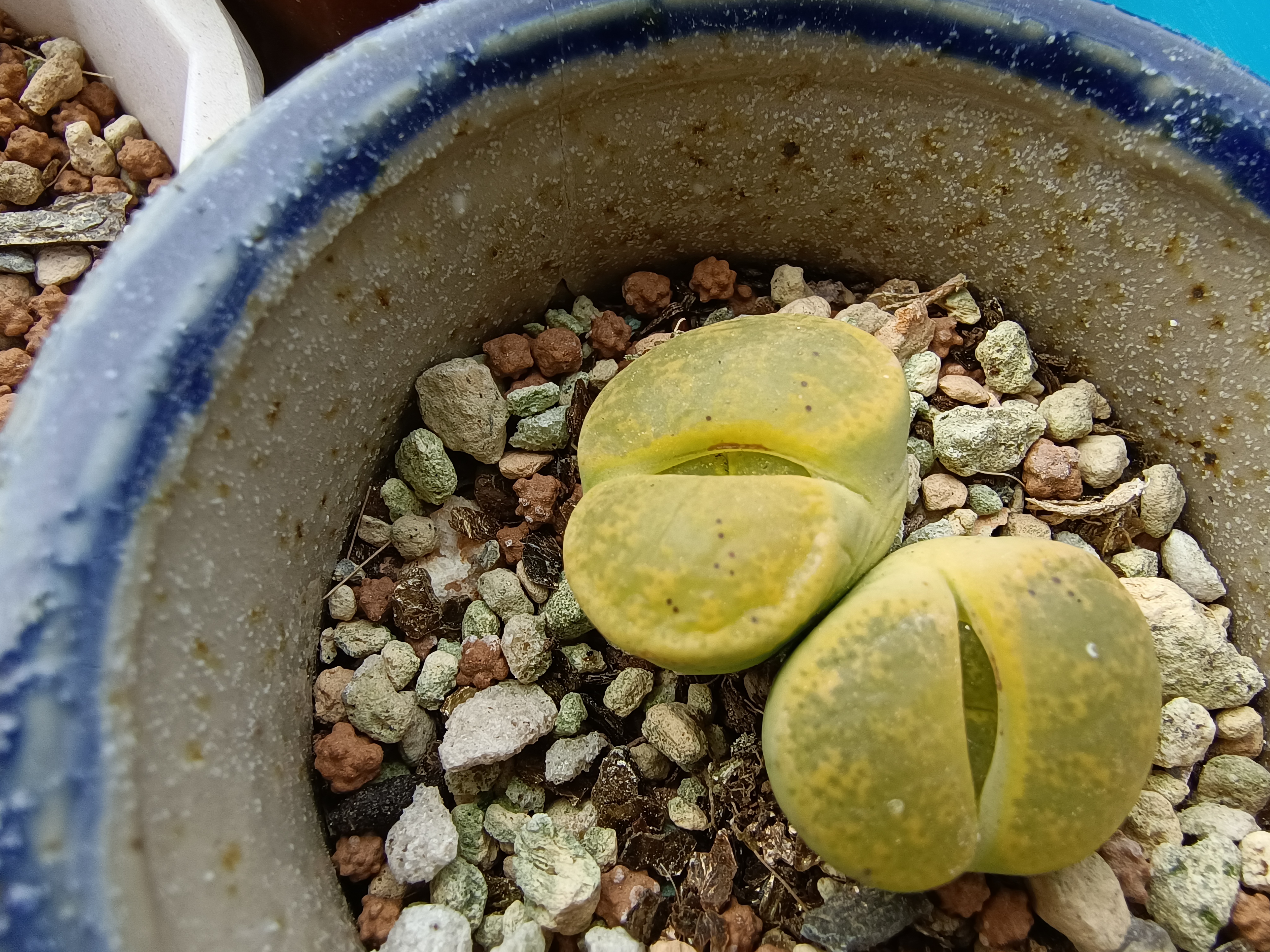 梅花生物盘中创历史新高